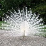 peacock on Isola Madre on Lake Maggiore