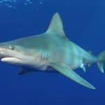 sandbar shark, Carcharhinus plumbeus, North Shore, Oahu, Hawaii, Pacific Ocean
