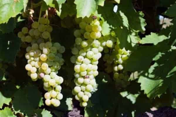 grapes hanging on vine