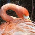 Photo Friday:  Miami Flamingo