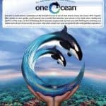 New Killer Whale Show to Debut at SeaWorld