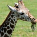 Safari West for a Taste of African Adventure in California