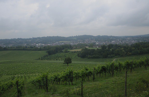 Denbies Vineyard in Surrey