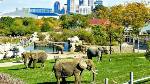 Elephants at Indianapolis Zoo