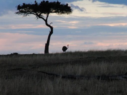 Africa sunset