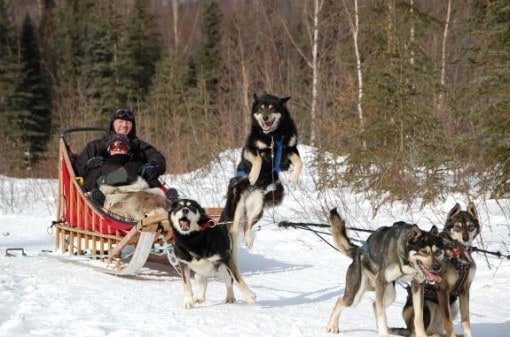 Dog sledding in Alaska