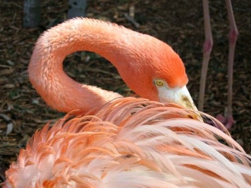 Flamingo at Miami Seaquarium