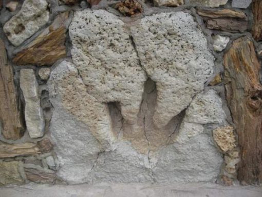 Texas dinosaur footprint (photo by Tui Snider)