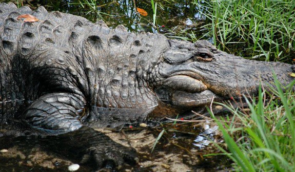 Alabama Gulf Coast Zoo: The Little Zoo That Could The Travelers Way