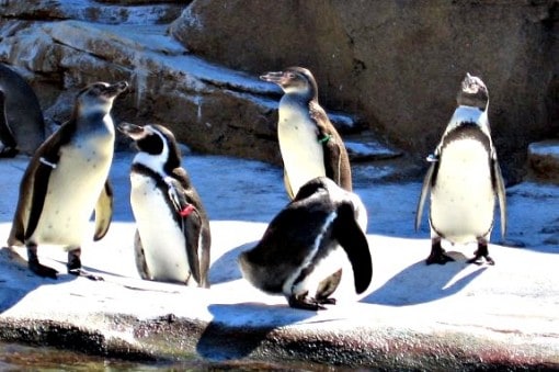 humboldt penguins at woodland park zoo seattle