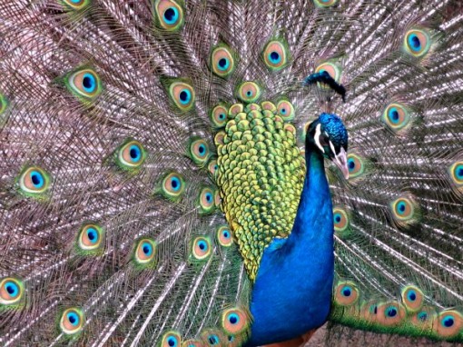 peacock at woodland park zoo seattle