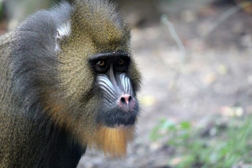 Bronx zoo resident