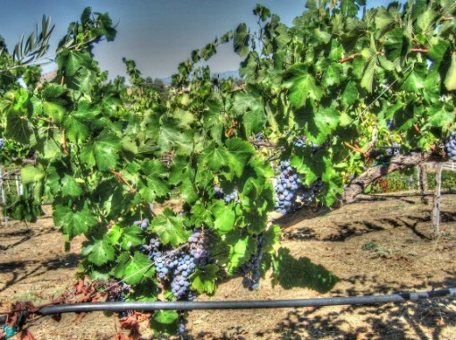 Cabernet Vines in Temecula