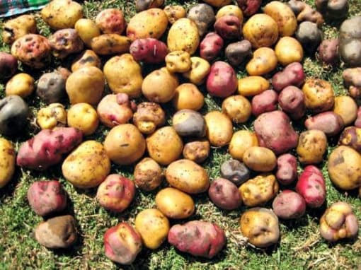 potatoes in peru