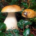 Mendocino County Salutes Mr. Fungi