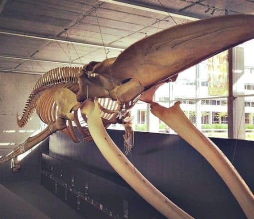 blue whale at Beaty Museum Vancouver, one of 15 museums in Vancouver that I recommend