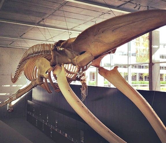 blue whale at Beaty Museum Vancouver