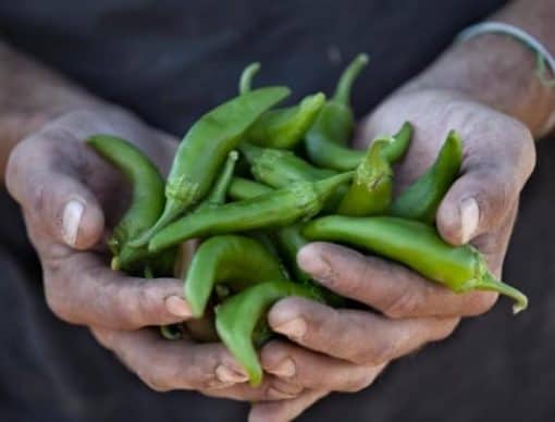 handful of peppers in Mesa