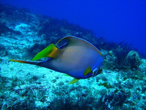 diving in cozumel photo