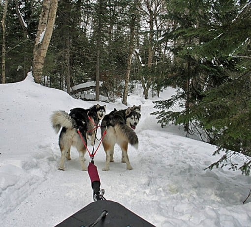 dogsled 1