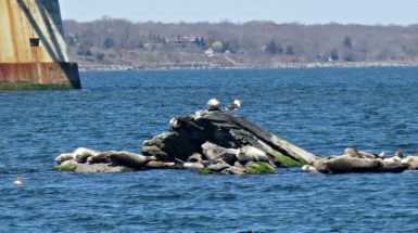 awww passengers spotting