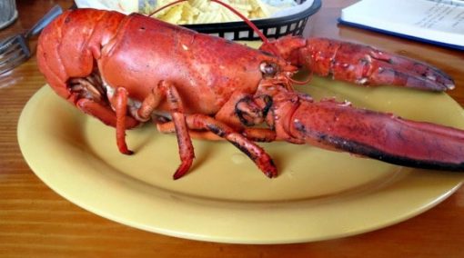 Mary's first lobster