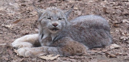 bobcat