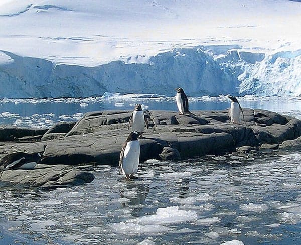 penguins-rocks_edited-1