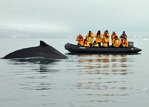 Whale watching - Quark Expeditions