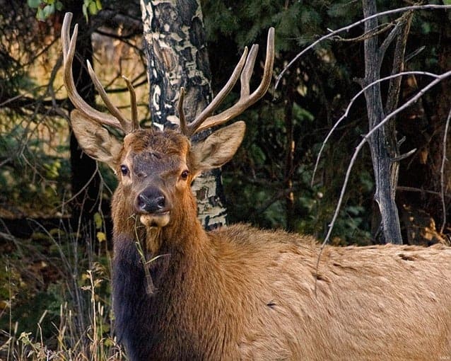 elk photo