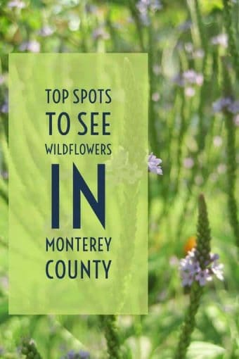 From the magic purple carpet to a canyon of calla lilies, springtime is the perfect time to see spectacular, colorful displays of wildflowers throughout Monterey County, California.