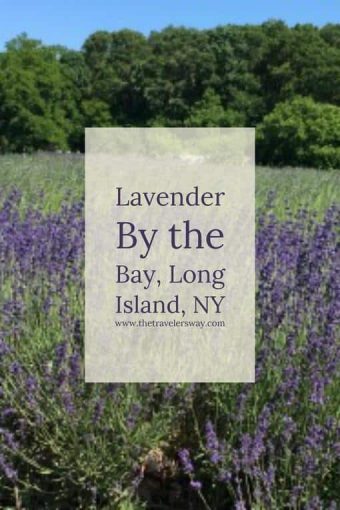 Whether it is the lure of the fragrant lavender, the salty sea oysters or the flavorful wines, a day exploring Long Island’s North Fork is a day well spent.