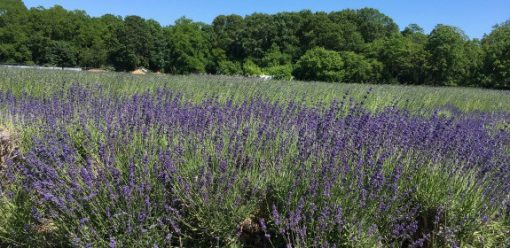 Lavender By the Bay, Long Island NY