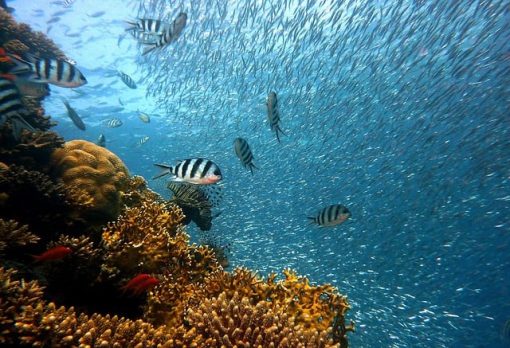 great barrier reef