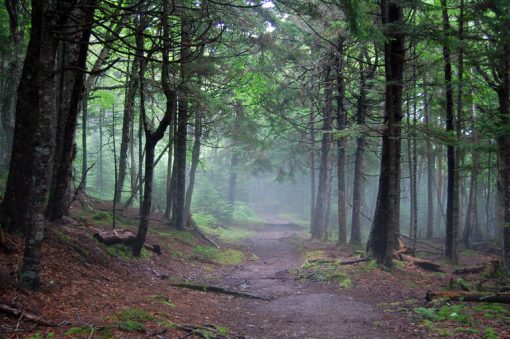 misty morning in the trees in fundy national park