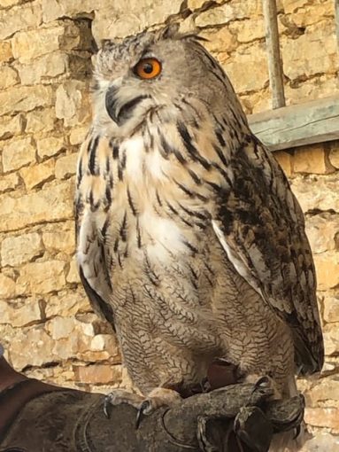 Owl at falconry demonstration in Commorin, France