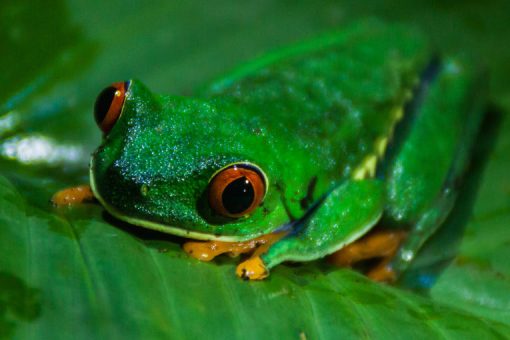 Red-eyed tree frog (Agalychnis callidryas) in a forest near Tortuguero, Costa Rica