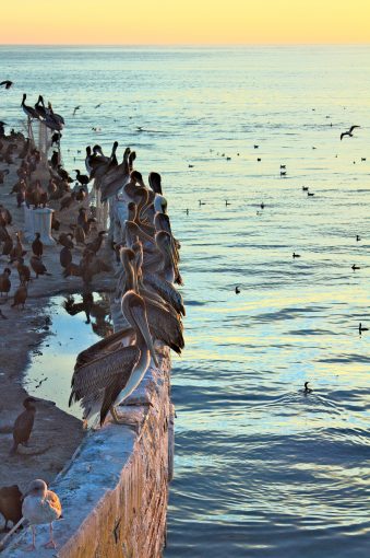 Seacliff State Beach in Santa Cruz via Unsplash