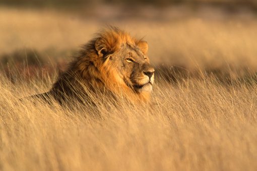 a male African lion in the wilderness in Africa