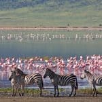 5 Top Safari Destinations to Visit Right Now 