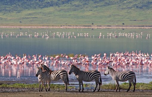 Zebras at a watering hole with flamingos in the Serengeti National Park, Tanzania