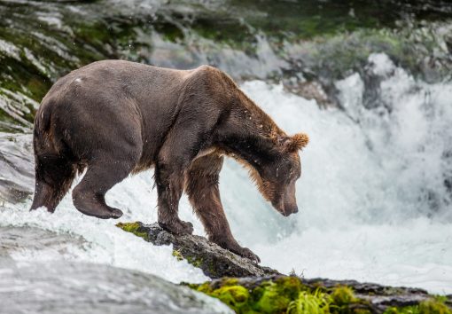 a brown bear with a waterfall in the background in an alaska national park