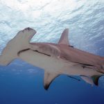 Check Out These Top Destinations for a Shark Diving Adventure