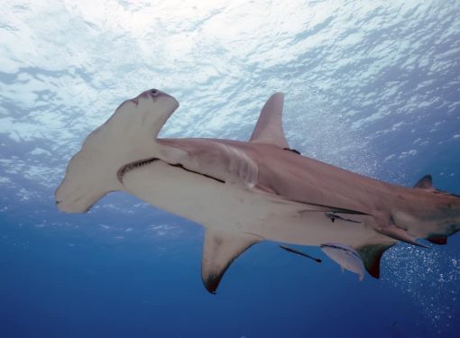 hammerhead shark swimming in to clear blue water