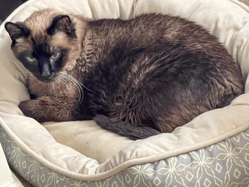 seal point siamese cat laying in a cat bed