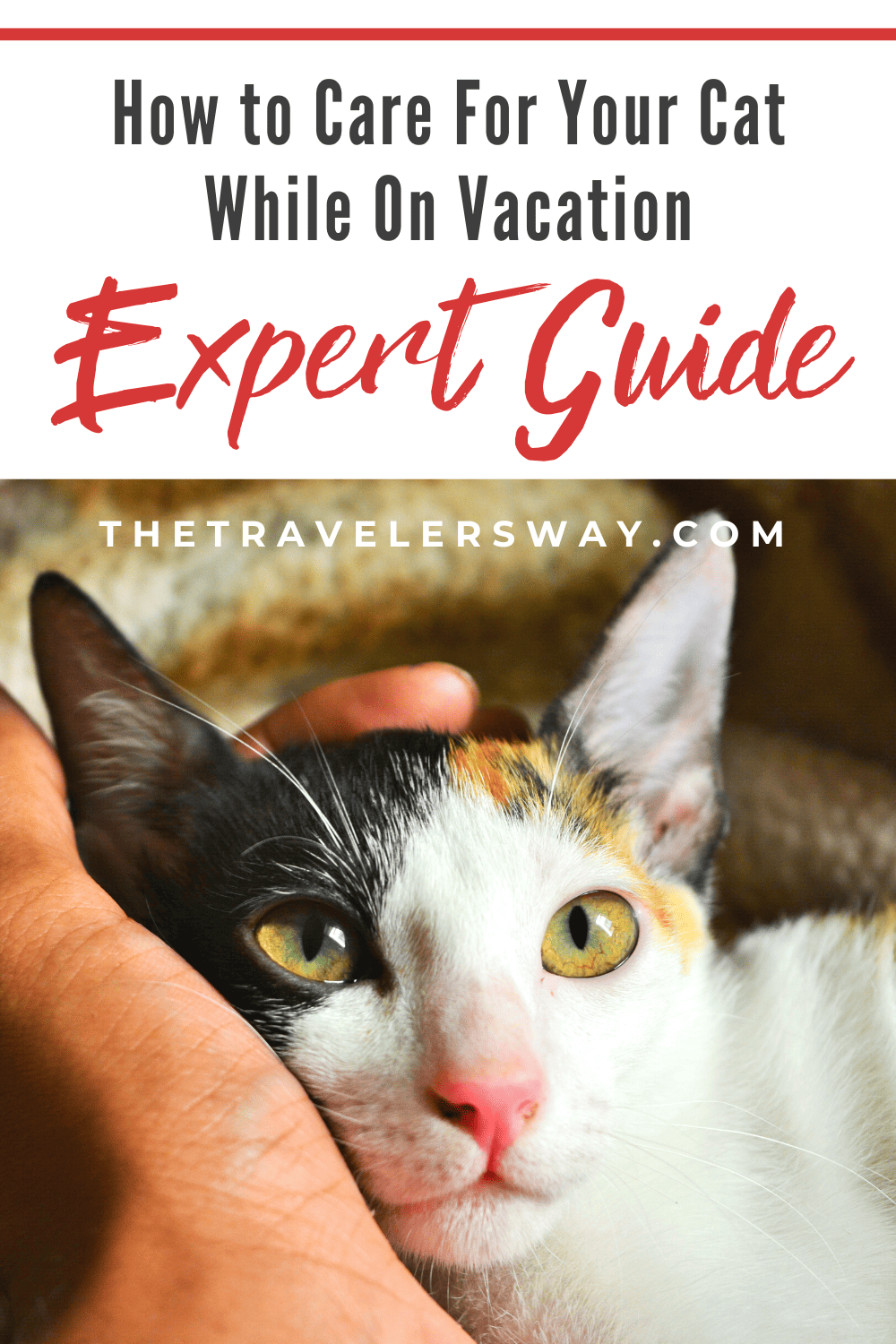 Expert Guide How To Care For Your Cat While On Vacation The Travelers Way