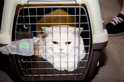 white long haired cat in cage going to boarding kennel 