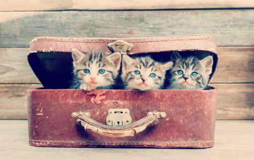 Cute kittens sitting in vintage suitcase on a wooden background