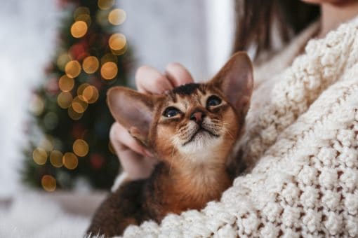 young woman petting purebred short haired kitten on her lap