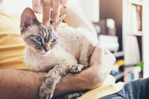 Man is cuddling his Devon Rex cat with blue eyes. 